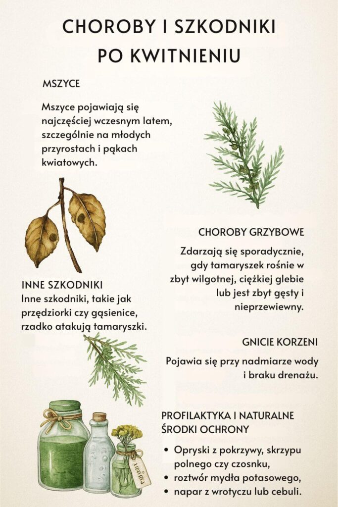 Tamaryszek po przekwitnięciu - jakie choroby i szkodniki mogą go atakować