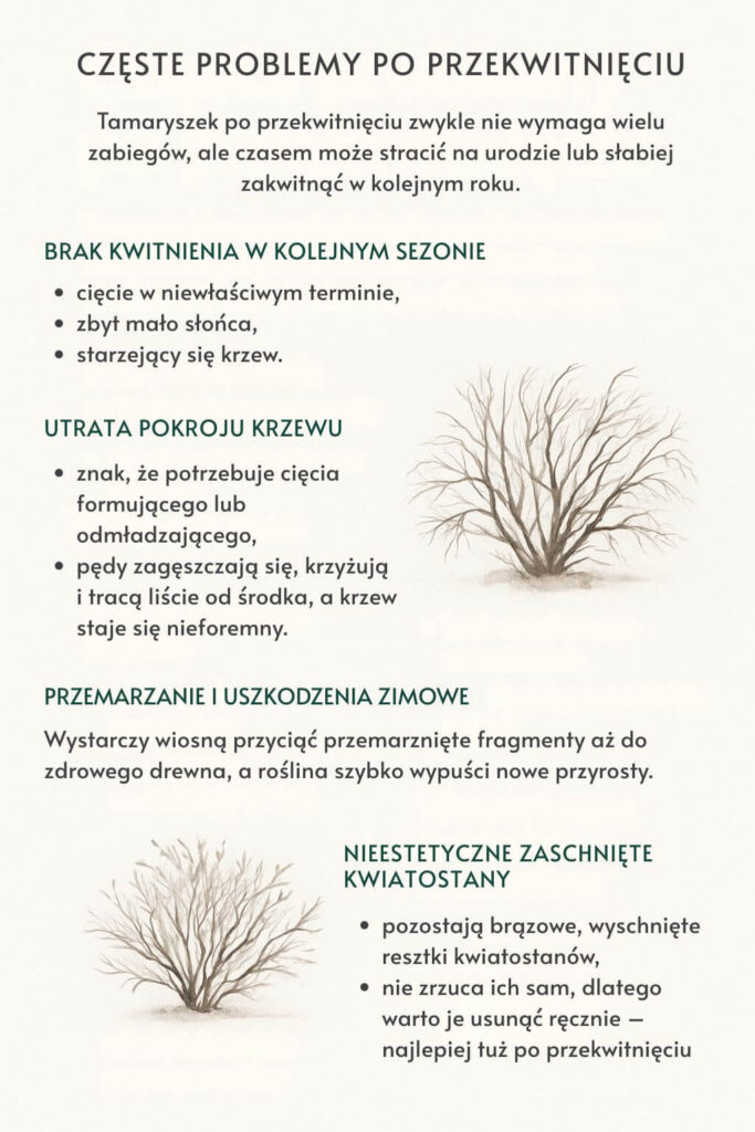 Najczęstsze problemy związane z tamaryszkiem