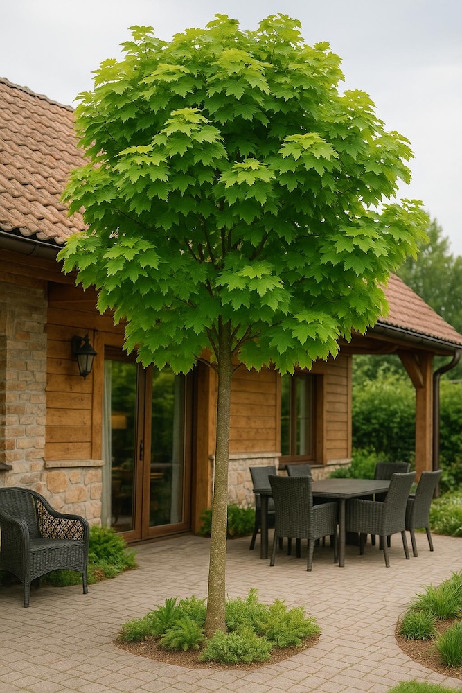 drzewa ozdobne przed domem - klon Warmia 