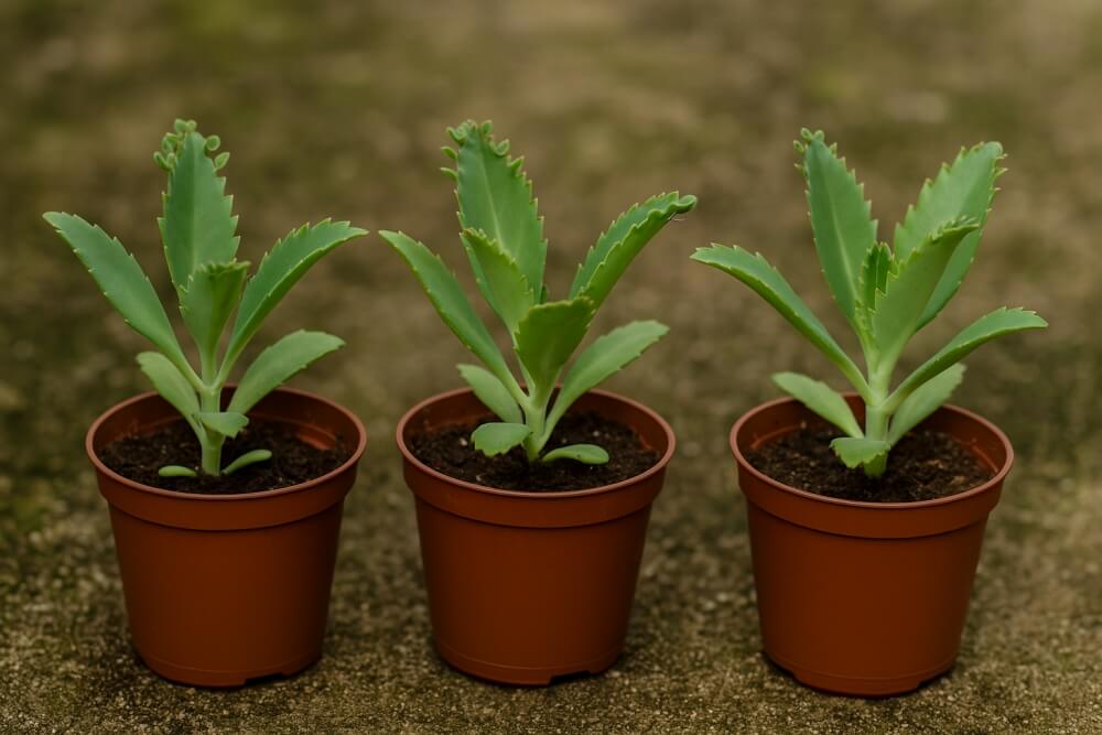 młode żyworódki daigremonta