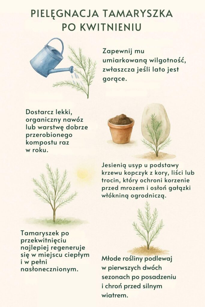 Pielęgnacja tamaryszka - zasady