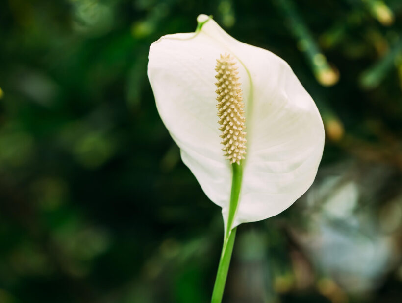 Przelany skrzydłokwiat – akcja ratunkowa krok po kroku