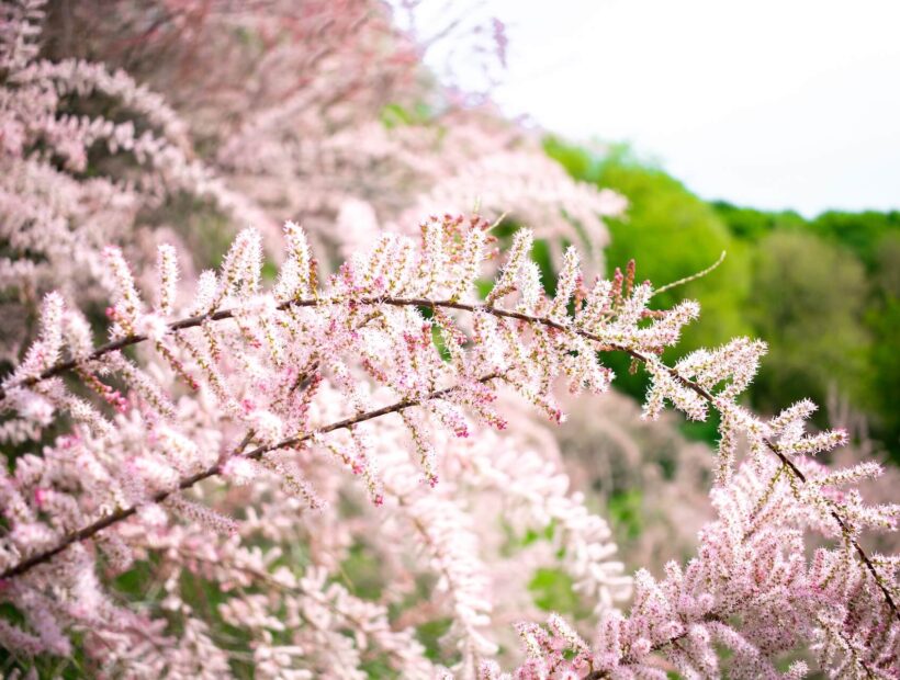 Tamaryszek po przekwitnięciu – pielęgnacja i przycinanie. Poradnik