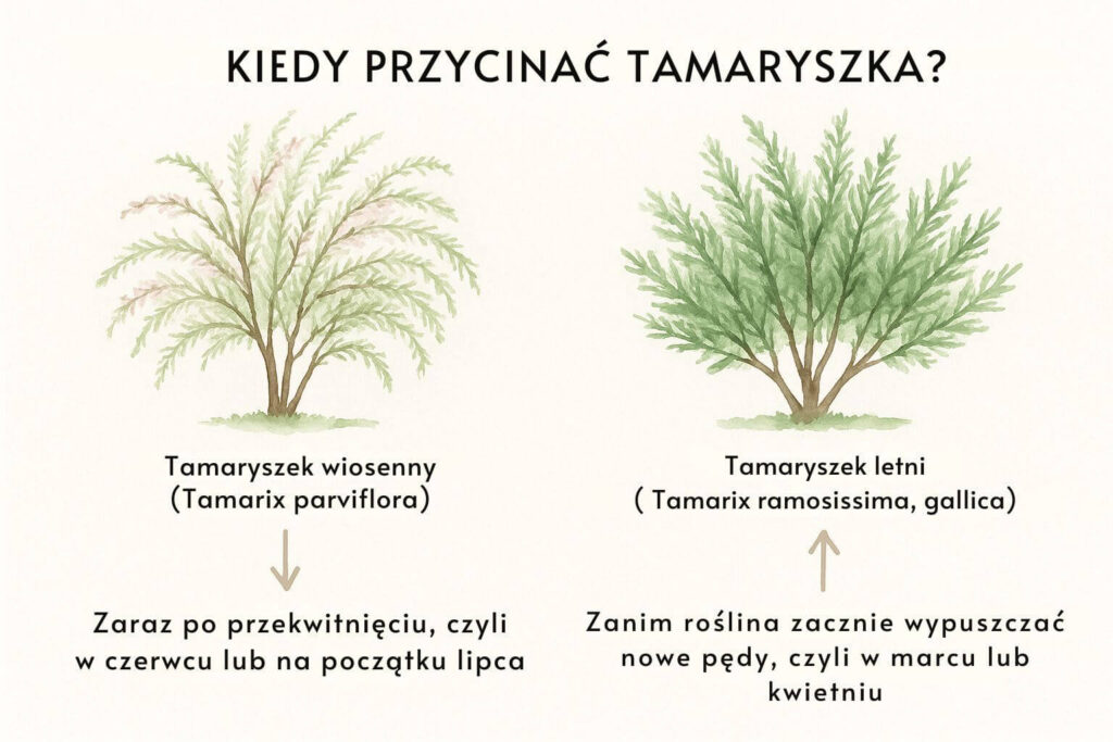 Kiedy przycinać tamaryszka?