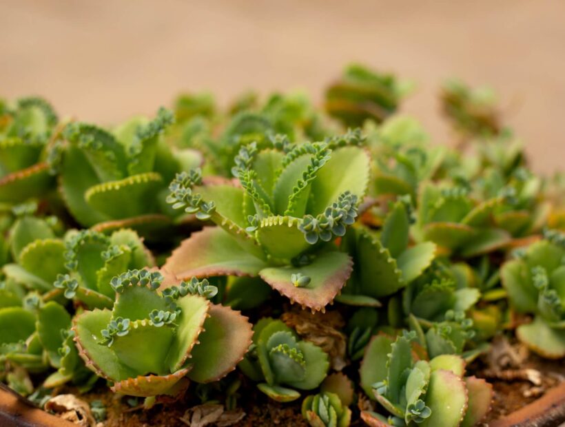 Żyworódka Daigremonta – jak uprawiać? Instrukcja od zakupu