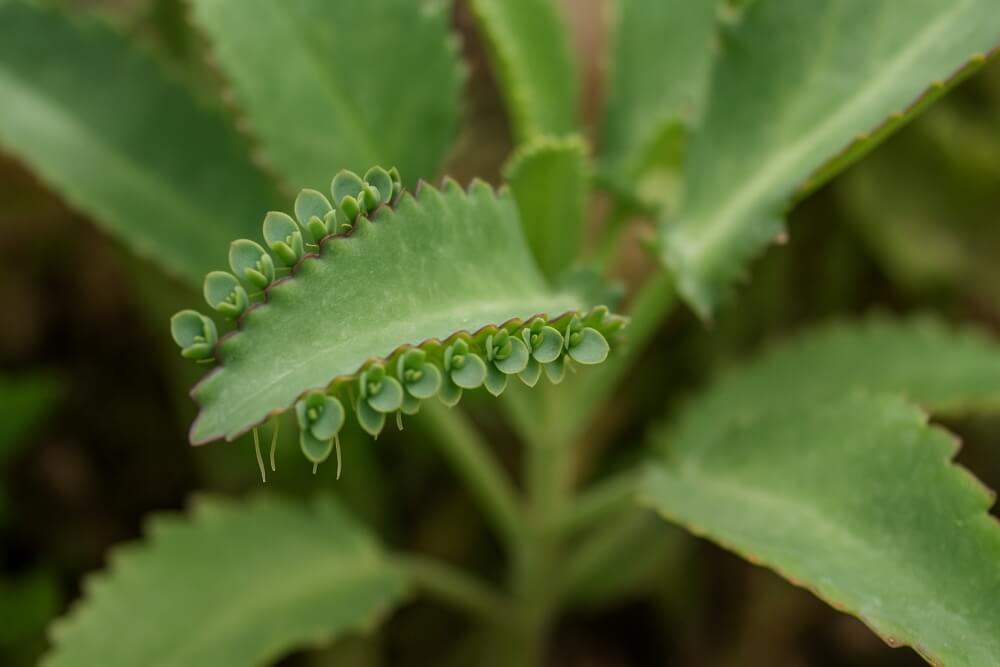 żyworódka daigremonta z rozmnóżkami