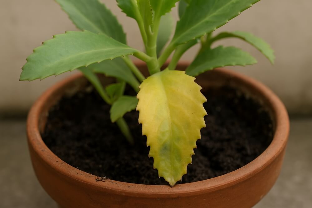 żółty liść żyworódki daigremonta