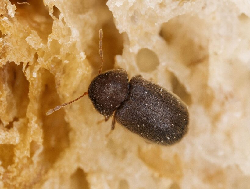 Żywiak chlebowiec – jak się pozbyć? Sprawdzone sposoby