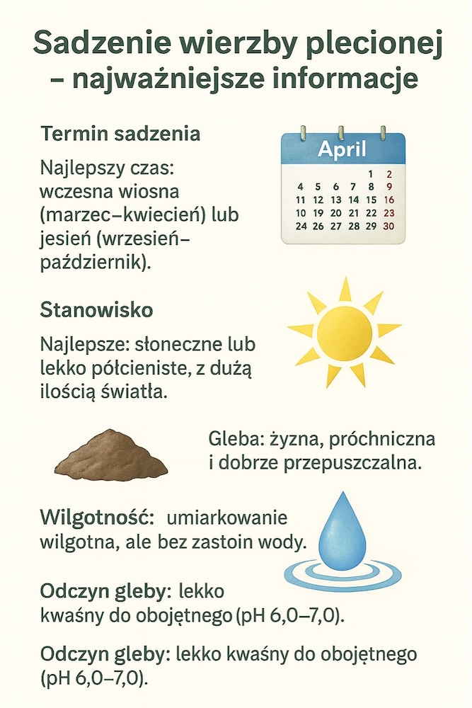 kiedy i jak sadzić wierzbę plecioną 